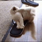 chaton qui baille enlacé dans une sandalette