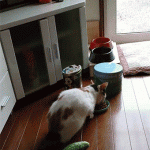 chat effrayé par un concombre