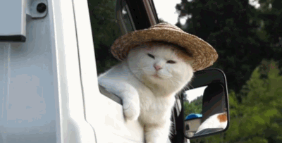 chat à la fenêtre d'une voiture