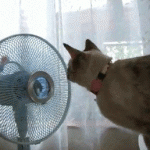 chat face au ventilateur