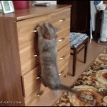 chat qui grimpe sur une commode