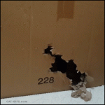 chat qui déchiquette un carton