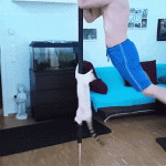 chat qui tourne autour d’une barre de Pole Dance