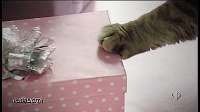 chat qui fait tomber un paquet cadeau