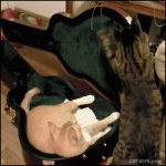 chat qui enferme un autre chat dans une housse pour guitare
