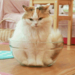 chat dans un saladier