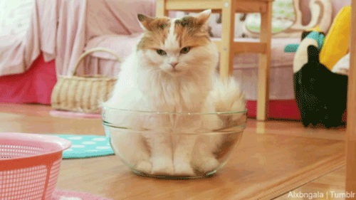 chat dans un saladier