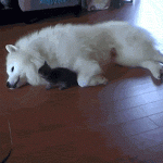 chaton noir qui joue avec un grand chien blanc