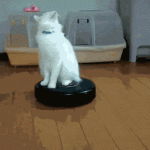 chat sur un aspirateur robot qui tourne