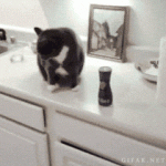 chat qui fait … volontairement tomber un objet d’un meuble