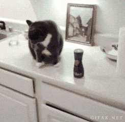 chat qui fait ... volontairement tomber un objet d'un meuble