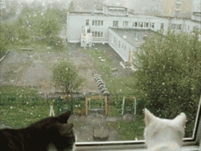 chats qui regardent la neige tomber