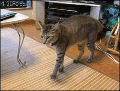 chat qui marche à reculons