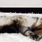 chaton tigré allongé sur le dos
