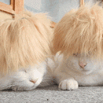 deux chats avec des perruques blondes