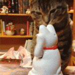 chat, avec son homologue jouet