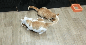 le repas de deux chats