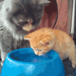 mère qui apprend à son chaton comment boire