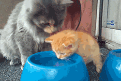 mère qui apprend à son chaton comment boire