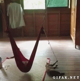 chat qui en balance un autre, allongé dans un hamac