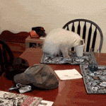 chat la tête dans un gobelet … tombe de la table