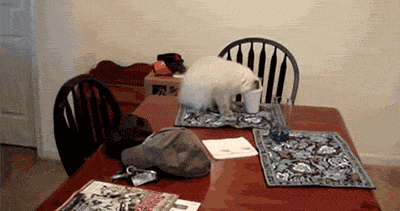 chat la tête dans un gobelet ... tombe de la table