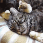 poussin qui essaye de réveiller un chat endormi