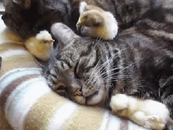 poussin qui essaye de réveiller un chat endormi