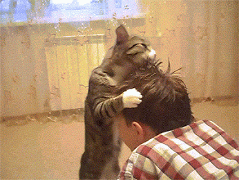 chat qui lèche des cheveux