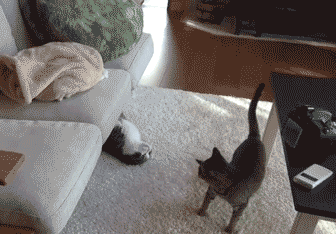 chat qui sort de sous le canapé