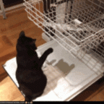 chat qui joue avec le lave vaisselle