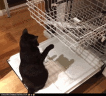 chat qui joue avec le lave vaisselle
