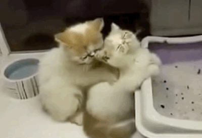 petit massage dans le dos entre chatons