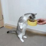 chat qui mange … debout !