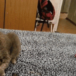 chat qui fait un saut de biche à l’arrière plan …