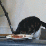chat qui prend son repas sur un tapis roulant
