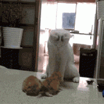 chat blanc qui se lève face à ses chatons