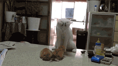 chat blanc qui se lève face à ses chatons