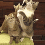 chats qui se battent … probablement pour un jouet !
