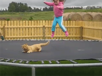 chat sur un trampoline