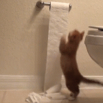 chaton qui déroule le papier toilette