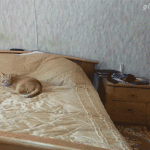 chat qui bondit d’un lit