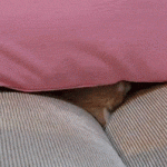 chat qui apparaît de sous un coussin