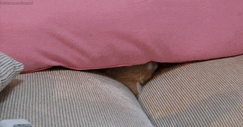 chat qui apparaît de sous un coussin