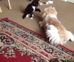 chaton qui fait faire des roulades à un chien