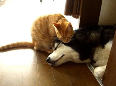 chat qui lèche un husky qui dort