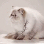 chat blanc au regard … persan