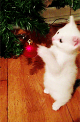 chaton blanc qui joue avec une boule de Noël rouge