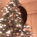 chat qui escalade le sapin de Noël !