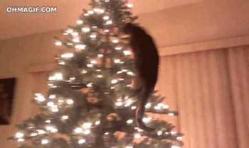 chat qui escalade le sapin de Noël !